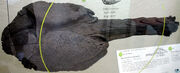 Ankylosaurus tail club