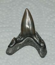 Cretodus