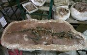 Haplocheirus fossil