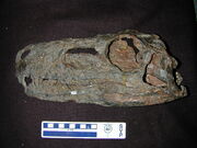 Herrerasaurus skull.jpg