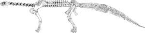 The first reconstruction of a sauropod, the skeleton of Camarasaurus supremus. By John A. Ryder, 1877.
