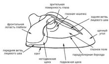 Цефалон трилобита 2