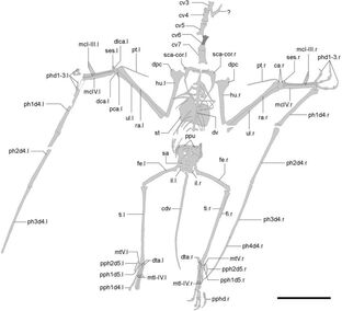 Douzhanopterus-2