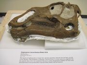 Gryposaurus skull 03