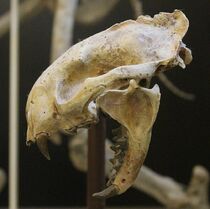 Proailurus AMNH