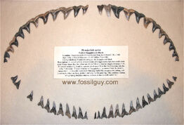 Snaggletooth-shark-dentition