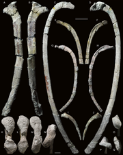 Woznikella-triradiata-n-gen-n-sp-ribs-A-B-ZPAL-V-34-1-82-in-anterior-A-and