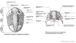 Строение трилобита и его цефалона