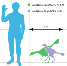 220px-Caudipteryx Scale.svg.png