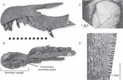 Baryonyx-walkeri-Conjoined-premaxillae-and-left-maxilla-in-A-lateral-view-B