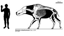 Daeodon shoshonensis skeletal