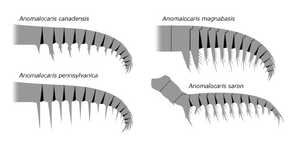 1280px-20191221 Radiodonta frontal appendage Anomalocaris