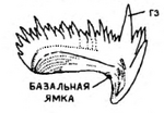 Листовидный конодонт