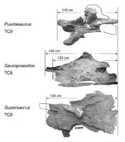 Giant-cervicals-compared.jpg