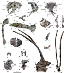 Skeletal elements of Bajadasaurus pronuspinax