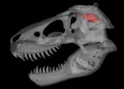 Tyrannosaurus rex brain endocast for the LA County Natural History Museum's