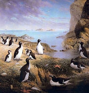 340px-Pinguinus.jpg