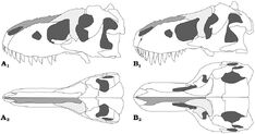 800px-Tarbosaurus and Tyrannosaurus