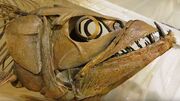Enchodus-petrosus