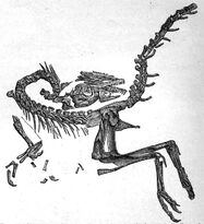 German Compsognathus