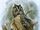Эквадорская ушастая сова
