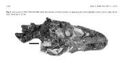 Albernosaurus skull 86 064 01