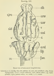 Anoplotherium brain cast dorsal view
