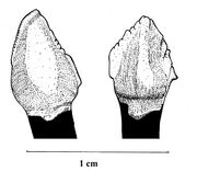 Gongusaurusshiyi