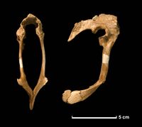 Hesperonychus elizabethae pelvis by Nick Longrich
