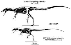 Sinosauropteryx skeleton.jpg