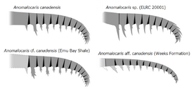 20191221 Radiodonta frontal appendage Anomalocaris