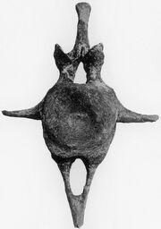 Ankylosaurus tail vertebra