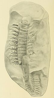 Arthropleura 1914