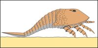 Campylocephalus mini.jpg