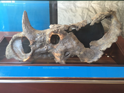 Centrosaurus skull 05