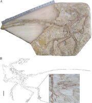 Microraptor hanqingi holotype LVH 0026; scaled ruler equals approximately 50 cm