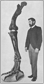 Hind Limb of Allosaurus and Dr. J.L. Wortman