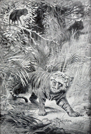 Machairodus