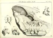 Palaeotherium medium skull sketch 1804