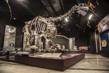 Camarasaurus Lyon-musee-des-confluences-lyon-france