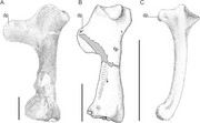 Dorsal views of pterosaur humeri A, Quetzalcoatlus northropi (10–11 m wingspan); B, Pteranodon (7 m wingspan); C, Pterodactylus (45 cm wingspan)