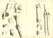 Anoplotherium 1804 Cuvier Limbs 1