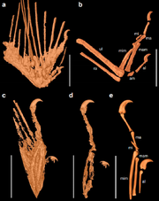 Mummified precocial bird wings in mid-Cretaceous Burmese amber (2016) fig. 1