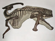 Parasaurolophus fossil