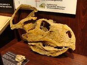 Protoceratops skull.jpg