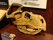 Protoceratops skull