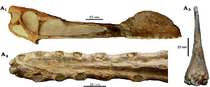 Tropeognathus