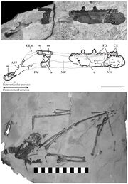 1Caviramus fossils