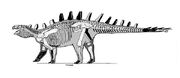 Huyangosaurus skeleton