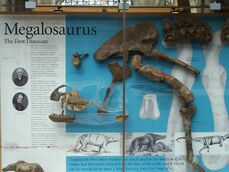Megalosaurus fossil